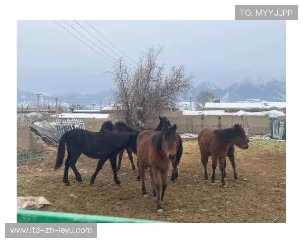赛马安全问题引发动物保护组织关注，赛马 政策